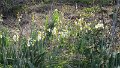 (247) French Daffodil (Narcissus tarzetta)